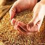 Утвержден перечень зерновой продукции, таможенная декларация которой сопровождается декларацией ТР ТС