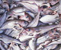 Внедрение ХАССП на рыбоперерабатывающих  предприятиях